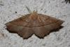 Campaea honoraria